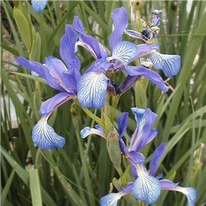 Iris Versicolor 'Kermesina'